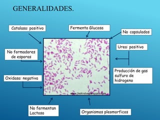 GENERALIDADES.
Catalasa: positivo
Organismos pleomorficos
Oxidasa: negativa
No formadores
de esporas
No capsulados
No fermentan
Lactosa
Producción de gas
sulfuro de
hidrogeno
Fermenta Glucosa
Urea: positivo
 