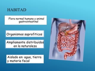 HABITAD
Flora normal humana y animal
gastrointestinal
Organismos saprofiticos
Aislado en: agua, tierra
y materia fecal
Ampliamente distribuidos
en la naturaleza
 