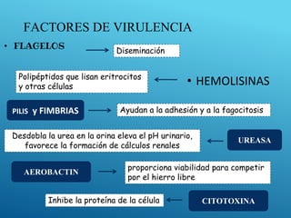 FACTORES DE VIRULENCIA
• FLAGELOS
• HEMOLISINAS
PILIS y FIMBRIAS
UREASA
AEROBACTIN
Diseminación
Ayudan a la adhesión y a la fagocitosis
Polipéptidos que lisan eritrocitos
y otras células
Desdobla la urea en la orina eleva el pH urinario,
favorece la formación de cálculos renales
proporciona viabilidad para competir
por el hierro libre
CITOTOXINA
Inhibe la proteína de la célula
 