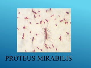 PROTEUS MIRABILIS
 
