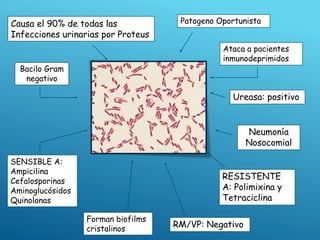 Bacilo Gram
negativo
SENSIBLE A:
Ampicilina
Cefalosporinas
Aminoglucósidos
Quinolonas
Causa el 90% de todas las
Infecciones urinarias por Proteus
Ureasa: positivo
Neumonía
Nosocomial
Patogeno Oportunista
Forman biofilms
cristalinos
RM/VP: Negativo
Ataca a pacientes
inmunodeprimidos
RESISTENTE
A: Polimixina y
Tetraciclina
 