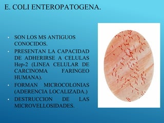 E. COLI ENTEROPATOGENA.
• SON LOS MS ANTIGUOS
CONOCIDOS.
• PRESENTAN LA CAPACIDAD
DE ADHERIRSE A CELULAS
Hep-2 (LINEA CELULAR DE
CARCINOMA FARINGEO
HUMANA).
• FORMAN MICROCOLONIAS
(ADERENCIA LOCALIZADA.)
• DESTRUCCION DE LAS
MICROVELLOSIDADES.
 