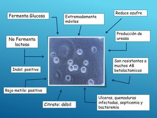 Ulceras, quemaduras
infectadas, septicemia y
bacteremia
Fermenta Glucosa
Indol: positivo
Citrato: débil
Producción de
ureasa
No Fermenta
lactosa
Rojo metilo: positivo
Extremadamente
móviles
Reduce azufre
Son resistentes a
muchos AB
betalactamicos
 