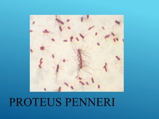 PROTEUS PENNERI
 