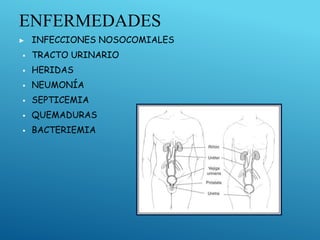 ENFERMEDADES
▶ INFECCIONES NOSOCOMIALES
▪ TRACTO URINARIO
▪ HERIDAS
▪ NEUMONÍA
▪ SEPTICEMIA
▪ QUEMADURAS
▪ BACTERIEMIA
 