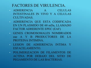 FACTORES DE VIRULENCIA.
• ADHERENCIA A CELULAS
INTESTINALES IN VIVO Y A CELULAS
CULTIVADAS.
• ADHERENCIA QUE ESTA CODIFICADA
EN UN PLASMIDO DE 60 mDa, LLAMADO
FACTOR ADHERENTE EPEC (EAF)
• GENES CROMOSOMALES NOMBRADOS
eae A Y B PRODUCTORES DE LA
PROTEINA INTIMINA.
• LESION DE ADHERENCIA INTIMA Y
ESFACELAMIENTO.
• POLIMERIZACION DE FILAMENTOS DE
ACTINA POR DEBAJO DEL SITIO DE
PEGAMIENTO DE LAS BACTERIAS.
 