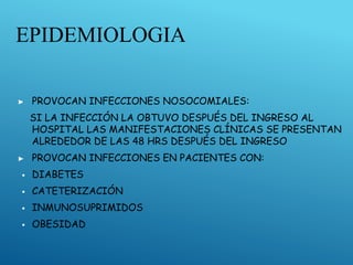 EPIDEMIOLOGIA
▶ PROVOCAN INFECCIONES NOSOCOMIALES:
SI LA INFECCIÓN LA OBTUVO DESPUÉS DEL INGRESO AL
HOSPITAL LAS MANIFESTACIONES CLÍNICAS SE PRESENTAN
ALREDEDOR DE LAS 48 HRS DESPUÉS DEL INGRESO
▶ PROVOCAN INFECCIONES EN PACIENTES CON:
▪ DIABETES
▪ CATETERIZACIÓN
▪ INMUNOSUPRIMIDOS
▪ OBESIDAD
 