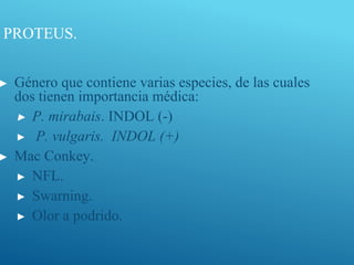 PROTEUS.
▶ Género que contiene varias especies, de las cuales
dos tienen importancia médica:
▶ P. mirabais. INDOL (-)
▶ P. vulgaris. INDOL (+)
▶ Mac Conkey.
▶ NFL.
▶ Swarning.
▶ Olor a podrido.
 