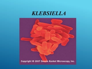 KLEBSIELLA
 