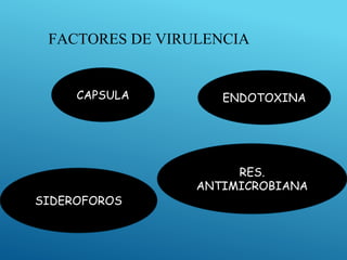 FACTORES DE VIRULENCIA
CAPSULA ENDOTOXINA
SIDEROFOROS
RES.
ANTIMICROBIANA
 