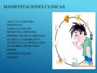 MANIFESTACIONES CLINICAS.
• AFECTA LA MUCOSA
INTESTINAL.
• VESICULACION DE
MICROVELLOSIDADES.
• PERDIDA DE DISACARIDASAS.
• ALTERA LA ABSORCION Y
CONDUCE A LA PRODUCCION
DE DIARREA SECRETORA
• FIEBRE
• DESHIDRATACION
• MUERTE.
 