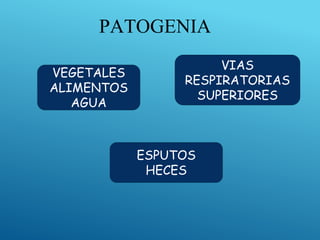 PATOGENIA
VEGETALES
ALIMENTOS
AGUA
VIAS
RESPIRATORIAS
SUPERIORES
ESPUTOS
HECES
 