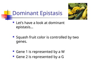 Bio epistasis dominant and recessive epistasis | PPT