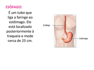 ESÔFAGO:
É um tubo que
liga a faringe ao
estômago. Ele
está localizado
posteriormente à
traqueia e mede
cerca de 25 cm.

 
