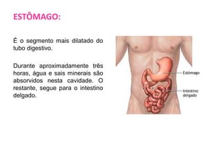 ESTÔMAGO:
É o segmento mais dilatado do
tubo digestivo.
Durante aproximadamente três
horas, água e sais minerais são
absorvidos nesta cavidade. O
restante, segue para o intestino
delgado.

 