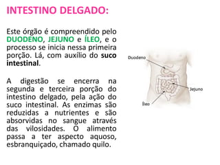 INTESTINO DELGADO:
Este órgão é compreendido pelo
DUODENO, JEJUNO e ÍLEO, e o
processo se inicia nessa primeira
porção. Lá, com auxílio do suco
intestinal.
A digestão se encerra na
segunda e terceira porção do
intestino delgado, pela ação do
suco intestinal. As enzimas são
reduzidas a nutrientes e são
absorvidas no sangue através
das vilosidades. O alimento
passa a ter aspecto aquoso,
esbranquiçado, chamado quilo.

 