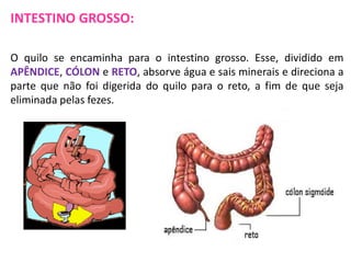 INTESTINO GROSSO:
O quilo se encaminha para o intestino grosso. Esse, dividido em
APÊNDICE, CÓLON e RETO, absorve água e sais minerais e direciona a
parte que não foi digerida do quilo para o reto, a fim de que seja
eliminada pelas fezes.

 