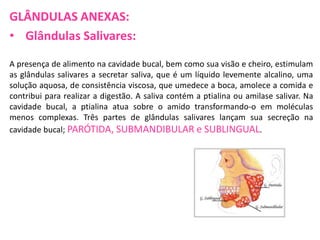 GLÂNDULAS ANEXAS:
• Glândulas Salivares:
A presença de alimento na cavidade bucal, bem como sua visão e cheiro, estimulam
as glândulas salivares a secretar saliva, que é um líquido levemente alcalino, uma
solução aquosa, de consistência viscosa, que umedece a boca, amolece a comida e
contribui para realizar a digestão. A saliva contém a ptialina ou amilase salivar. Na
cavidade bucal, a ptialina atua sobre o amido transformando-o em moléculas
menos complexas. Três partes de glândulas salivares lançam sua secreção na
cavidade bucal; PARÓTIDA, SUBMANDIBULAR e SUBLINGUAL.

 