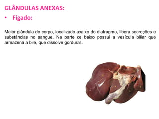 GLÂNDULAS ANEXAS:
• Fígado:
Maior glândula do corpo, localizado abaixo do diafragma, libera secreções e
substâncias no sangue. Na parte de baixo possui a vesícula biliar que
armazena a bile, que dissolve gorduras.

 