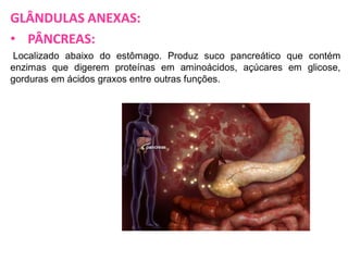 GLÂNDULAS ANEXAS:
• PÂNCREAS:
Localizado abaixo do estômago. Produz suco pancreático que contém
enzimas que digerem proteínas em aminoácidos, açúcares em glicose,
gorduras em ácidos graxos entre outras funções.

 