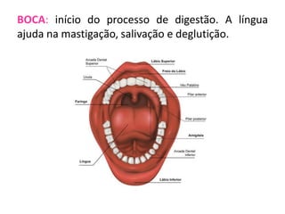 BOCA: início do processo de digestão. A língua
ajuda na mastigação, salivação e deglutição.

 