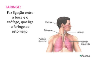 FARINGE:
Faz ligação entre
a boca e o
esôfago, que liga
a faringe ao
estômago.

 