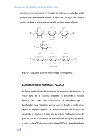 Obtención de Bioetanol a partir del almidón de maíz 
25 
almidón se presenta como un conjunto de gránulos o partículas, estos 
gránulos son relativamente densos e insolubles en agua fría, aunque 
pueden dar lugar a suspensiones cuando se dispersan en el agua. 
Figura 1. Estructura química de la amilosa y amilopectina. 
LA BIOSÍNTESIS DE ALMIDÓN EN PLANTAS 
La fuente principal para la biosíntesis de almidón es la sacarosa. La 
mayor parte de la sacarosa citosólica es convertida a hexosas 
fosfatos, las cuales son transportadas al amiloplasto por un 
translocador cuya naturaleza química aún se discute y puede variar 
según la especie vegetal. La glucosa-6-fosfato así formada es 
convertida a glucosa-1-fosfato por la enzima fosfoglucomutasa. El 
paso crucial en la biosíntesis de almidón en el amiloplasto es llevado 
a cabo por la ADP-glucosa pirofosforilasa (AGPasa), la cual cataliza la 
 