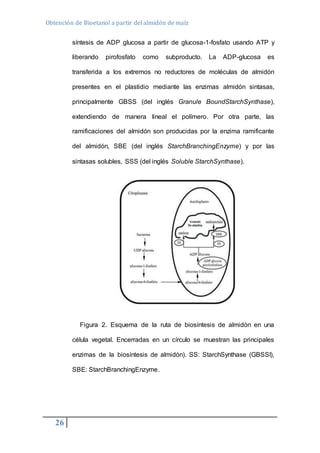 Obtención de Bioetanol a partir del almidón de maíz 
26 
síntesis de ADP glucosa a partir de glucosa-1-fosfato usando ATP y 
liberando pirofosfato como subproducto. La ADP-glucosa es 
transferida a los extremos no reductores de moléculas de almidón 
presentes en el plastidio mediante las enzimas almidón sintasas, 
principalmente GBSS (del inglés Granule BoundStarchSynthase), 
extendiendo de manera lineal el polímero. Por otra parte, las 
ramificaciones del almidón son producidas por la enzima ramificante 
del almidón, SBE (del inglés StarchBranchingEnzyme) y por las 
sintasas solubles, SSS (del inglés Soluble StarchSynthase). 
Figura 2. Esquema de la ruta de biosíntesis de almidón en una 
célula vegetal. Encerradas en un círculo se muestran las principales 
enzimas de la biosíntesis de almidón). SS: StarchSynthase (GBSSI), 
SBE: StarchBranchingEnzyme. 
 