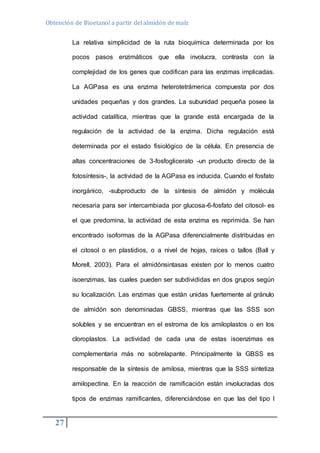 Obtención de Bioetanol a partir del almidón de maíz 
27 
La relativa simplicidad de la ruta bioquímica determinada por los 
pocos pasos enzimáticos que ella involucra, contrasta con la 
complejidad de los genes que codifican para las enzimas implicadas. 
La AGPasa es una enzima heterotetrámerica compuesta por dos 
unidades pequeñas y dos grandes. La subunidad pequeña posee la 
actividad catalítica, mientras que la grande está encargada de la 
regulación de la actividad de la enzima. Dicha regulación está 
determinada por el estado fisiológico de la célula. En presencia de 
altas concentraciones de 3-fosfoglicerato -un producto directo de la 
fotosíntesis-, la actividad de la AGPasa es inducida. Cuando el fosfato 
inorgánico, -subproducto de la síntesis de almidón y molécula 
necesaria para ser intercambiada por glucosa-6-fosfato del citosol- es 
el que predomina, la actividad de esta enzima es reprimida. Se han 
encontrado isoformas de la AGPasa diferencialmente distribuidas en 
el citosol o en plastidios, o a nivel de hojas, raíces o tallos (Ball y 
Morell, 2003). Para el almidónsintasas existen por lo menos cuatro 
isoenzimas, las cuales pueden ser subdivididas en dos grupos según 
su localización. Las enzimas que están unidas fuertemente al gránulo 
de almidón son denominadas GBSS, mientras que las SSS son 
solubles y se encuentran en el estroma de los amiloplastos o en los 
cloroplastos. La actividad de cada una de estas isoenzimas es 
complementaria más no sobrelapante. Principalmente la GBSS es 
responsable de la síntesis de amilosa, mientras que la SSS sintetiza 
amilopectina. En la reacción de ramificación están involucradas dos 
tipos de enzimas ramificantes, diferenciándose en que las del tipo I 
 