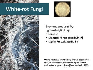 White-rot Fungi
Enzymes produced by
lignocellulytic fungi:
• Laccase
• Mangan Peroxidase (Mn P)
• Lignin Peroxidase (Li P)
White-rot fungi are the only known organisms
that, to any extent, mineralize lignin to CO2
and water in pure culture (Gold and Alic, 1993)
 