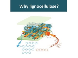 Why lignocellulose?
 