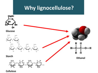 Why lignocellulose?
Glucose
Starch
Cellulose
Ethanol
 