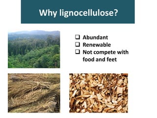 Why lignocellulose?
 Abundant
 Renewable
 Not compete with
food and feet
 