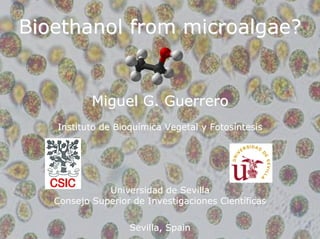 Bioethanol from microalgae?


           Miguel G. Guerrero
   Instituto de Bioquímica Vegetal y Fotosíntesis




              Universidad de Sevilla
   Consejo Superior de Investigaciones Científicas


                   Sevilla, Spain
 