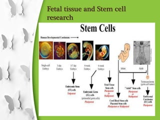 Fetal tissue and Stem cell
research
 