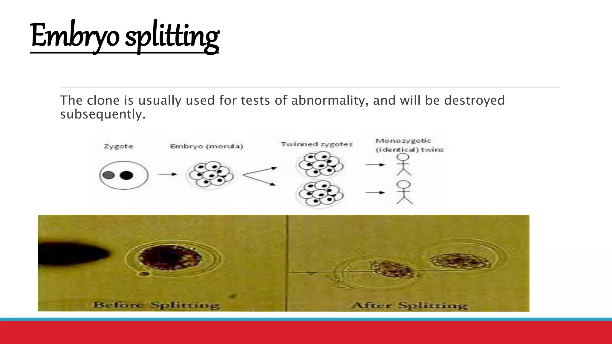 Embryosplitting
The clone is usually used for tests of abnormality, and will be destroyed
subsequently.
 
