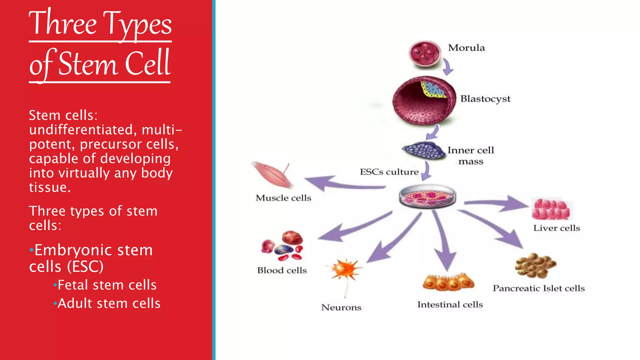 Three Types
of Stem Cell
Stem cells:
undifferentiated, multi-
potent, precursor cells,
capable of developing
into virtually any body
tissue.
Three types of stem
cells:
•Embryonic stem
cells (ESC)
•Fetal stem cells
•Adult stem cells
 