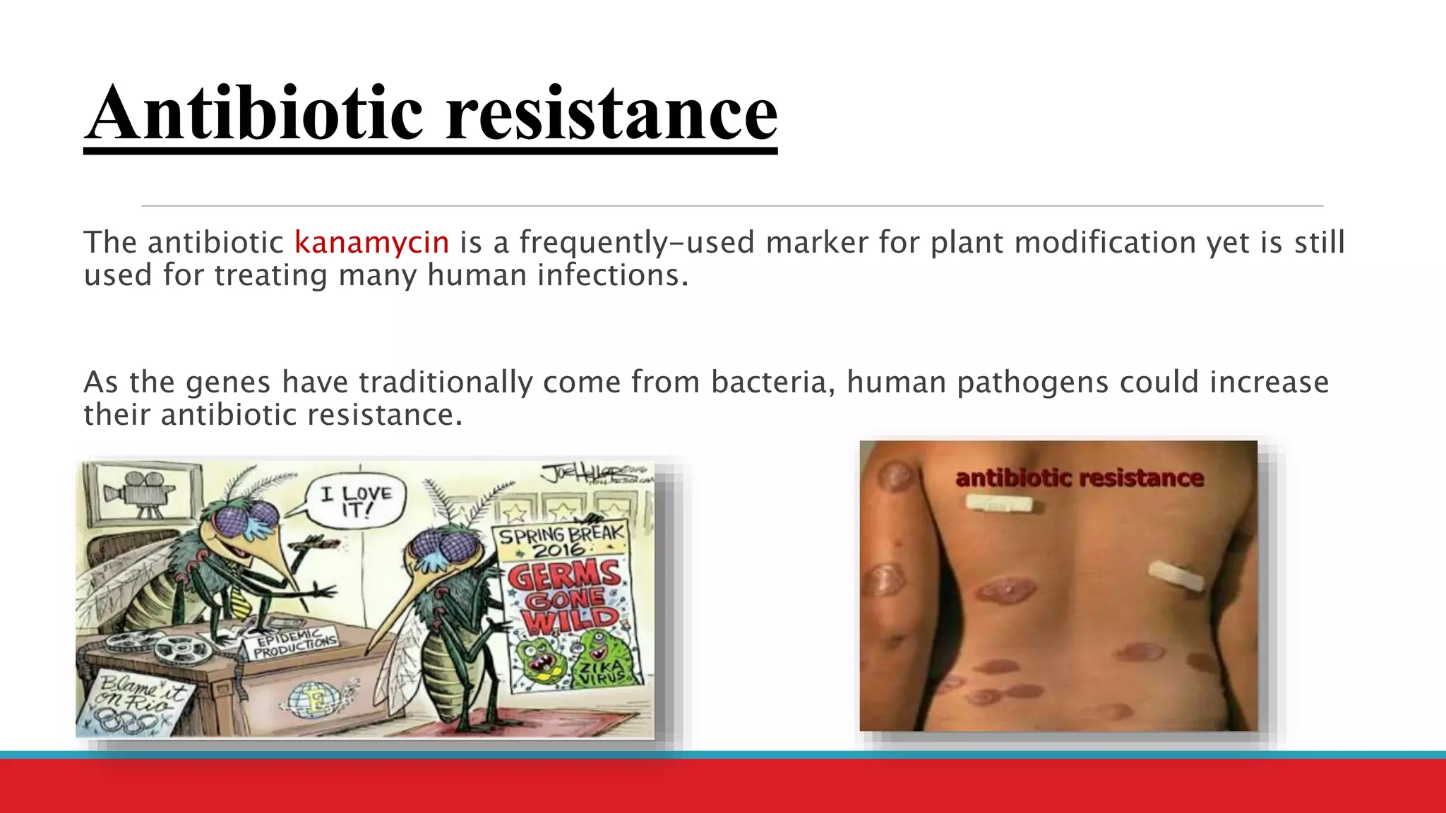 Antibiotic resistance
The antibiotic kanamycin is a frequently-used marker for plant modification yet is still
used for treating many human infections.
As the genes have traditionally come from bacteria, human pathogens could increase
their antibiotic resistance.
 