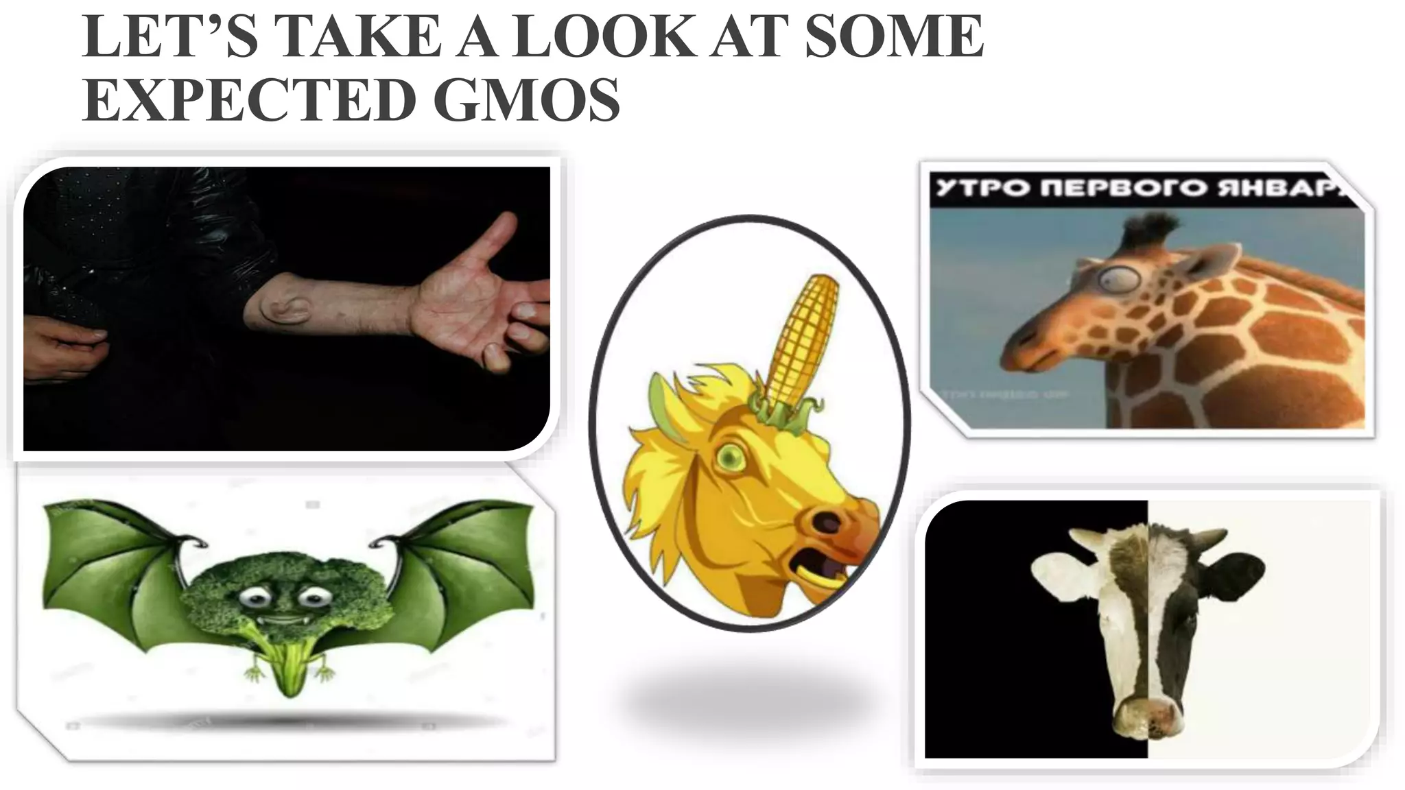 LET’S TAKE A LOOK AT SOME
EXPECTED GMOS
 