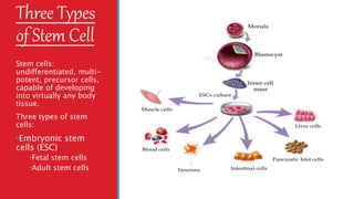 Three Types
of Stem Cell
Stem cells:
undifferentiated, multi-
potent, precursor cells,
capable of developing
into virtually any body
tissue.
Three types of stem
cells:
•Embryonic stem
cells (ESC)
•Fetal stem cells
•Adult stem cells
 