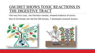GM DIET SHOWS TOXIC REACTIONS IN
THE DIGESTIVE TRACT
•The very first crop ; the FlavrSavr tomato, showed evidence of toxins.
•Out of 20 female rats fed the GM tomato, 7 developed stomach lesions.
 