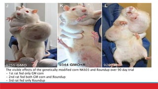The visible effects of the genetically modified corn NK603 and Roundup over 90 day trial
• 1st rat fed only GM corn
• 2nd rat fed both GM corn and Roundup
• 3rd rat fed only Roundup
 