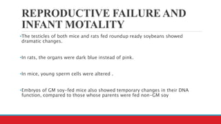REPRODUCTIVE FAILURE AND
INFANT MOTALITY
•The testicles of both mice and rats fed roundup ready soybeans showed
dramatic changes.
•In rats, the organs were dark blue instead of pink.
•In mice, young sperm cells were altered .
•Embryos of GM soy-fed mice also showed temporary changes in their DNA
function, compared to those whose parents were fed non-GM soy
 