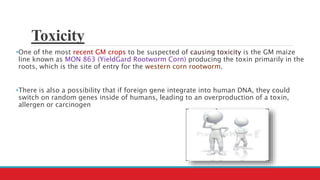 Toxicity
•One of the most recent GM crops to be suspected of causing toxicity is the GM maize
line known as MON 863 (YieldGard Rootworm Corn) producing the toxin primarily in the
roots, which is the site of entry for the western corn rootworm.
•There is also a possibility that if foreign gene integrate into human DNA, they could
switch on random genes inside of humans, leading to an overproduction of a toxin,
allergen or carcinogen
 