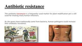 Antibiotic resistance
The antibiotic kanamycin is a frequently-used marker for plant modification yet is still
used for treating many human infections.
As the genes have traditionally come from bacteria, human pathogens could increase
their antibiotic resistance.
 