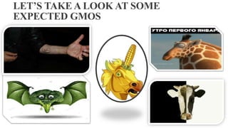 LET’S TAKE A LOOK AT SOME
EXPECTED GMOS
 