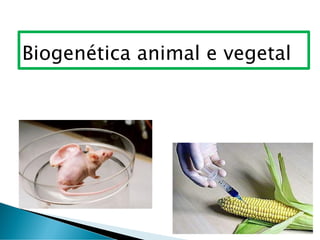 Biogenética animal e vegetal
 