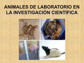 ANIMALES DE LABORATORIO EN
LA INVESTIGACIÓN CIENTÍFICA
 