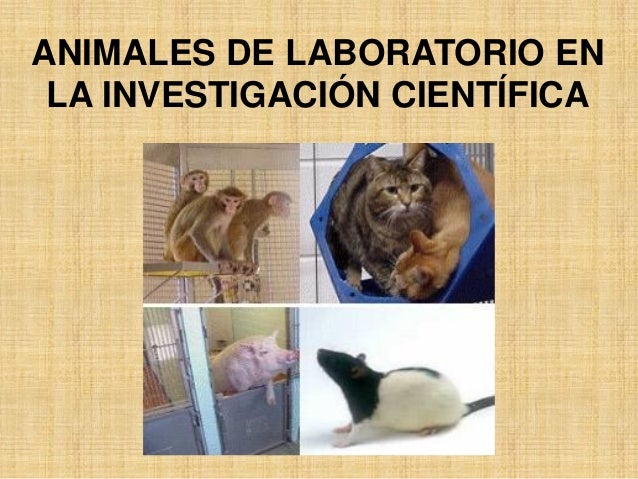 Bioetica animales-laboratorio