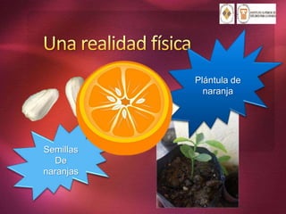 Semillas
De
naranjas
Plántula de
naranja
 